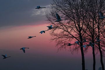 Flying swans at sunset 2 by Anne Ponsen
