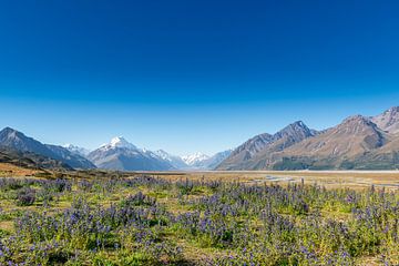 Mount Cook, New Zealand's highest mountain by Troy Wegman