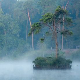 tree in the morning fog by eric brouwer