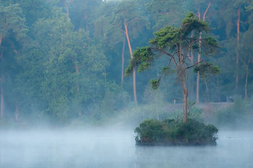 boom in de ochtend mist