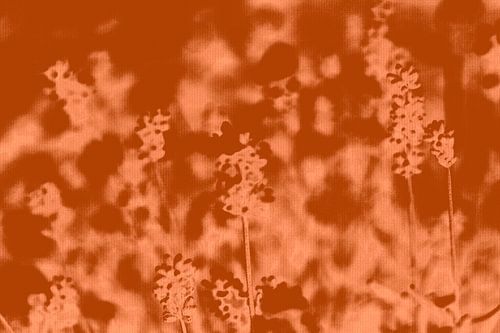 Lavendel in terracotta en warm bruin. Moderne botanische kunst