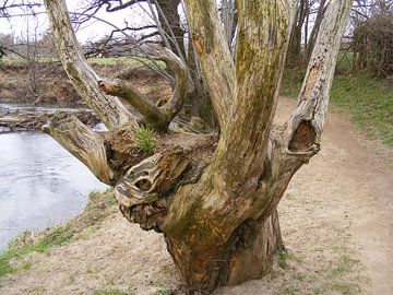 oude boom van Mirjam van Ginkel