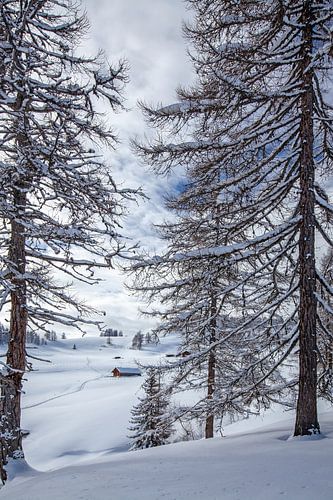 Rêve hivernal sur l'alpage de Lackenalm