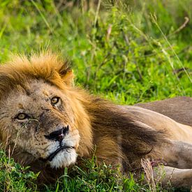 Lion in the long grass by Stijn Cleynhens