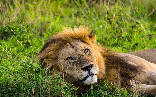 Lion dans l'herbe haute