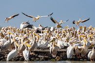 Breeding ground for pelicans by jacky weckx thumbnail
