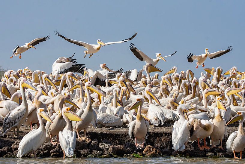 Breeding ground for pelicans by jacky weckx