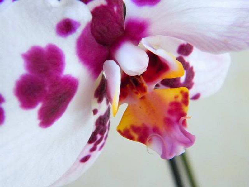 Orchid par Hanney Bruijn Fotografie