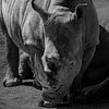 Rhinocéros en noir et blanc sur Bob Mans