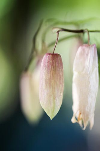 Flowers of the life plant from Madagascar
