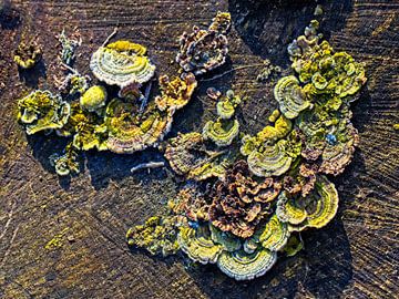 Pilze auf Baumstamm von Rob Boon