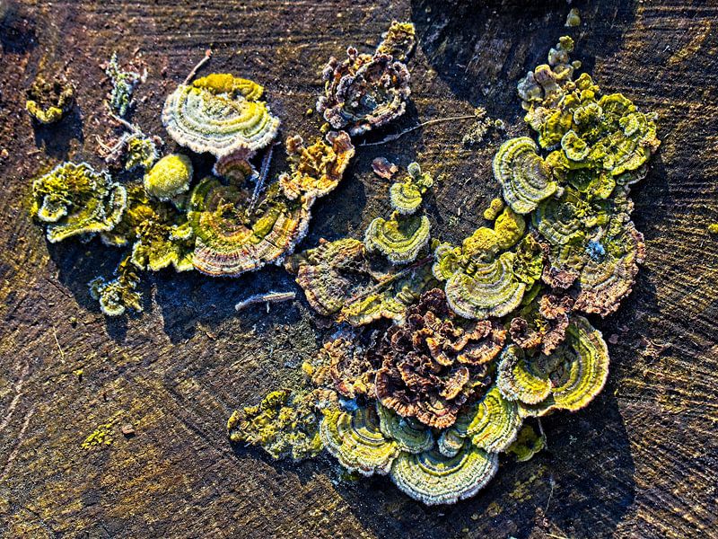 Mushrooms on tree trunk by Rob Boon