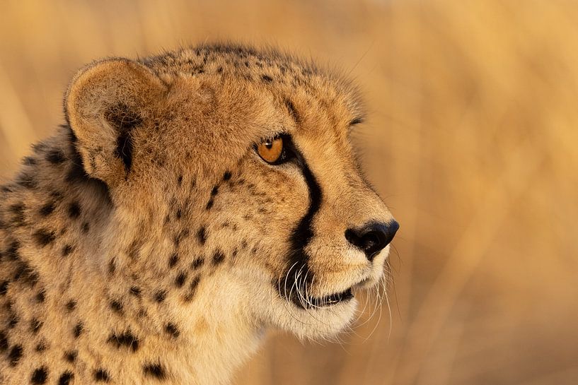 Cheetah portet in het avondlicht van HB Photography