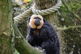 Animals and Nature by Lennart Mans