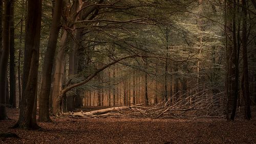 Paysage forestier