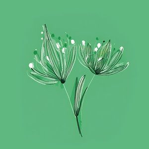 Weiße Doldenblüte Zeichnung