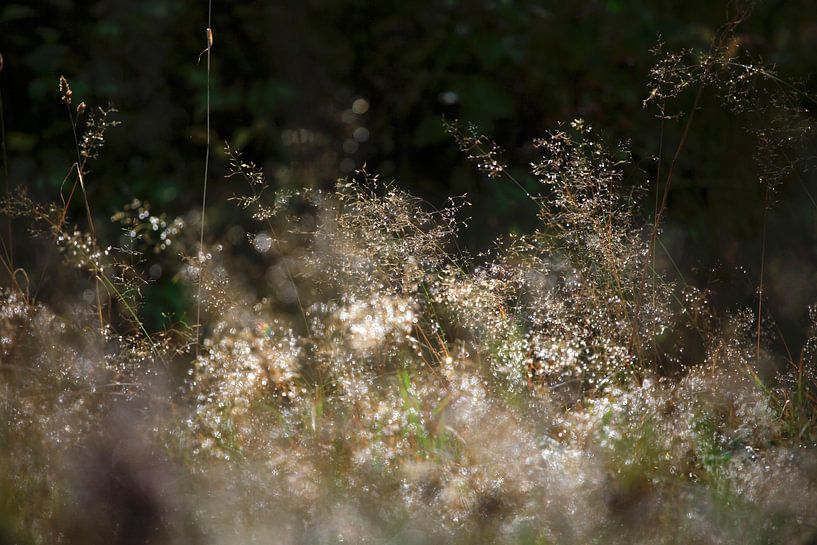 Märchenhafter Wald von Thomas Jäger