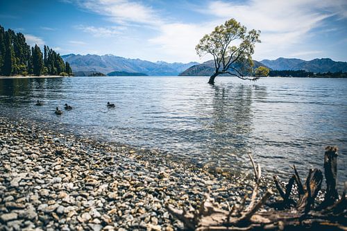 Cet arbre de Wanaka sur Leon Weggelaar
