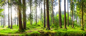 Forêt sur Günter Albers