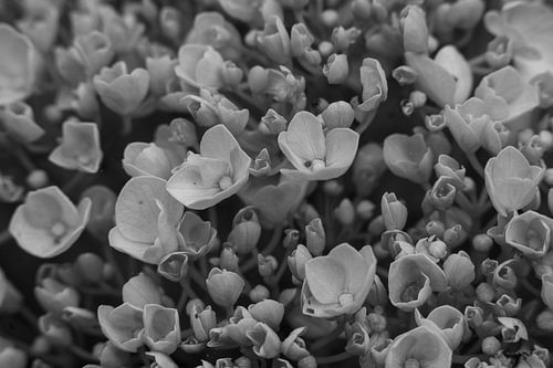 Small Hydrangea Flower Blossoms Close Up Black and White