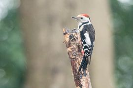 Lesser spotted woodpecker by Merijn Loch