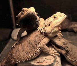 Familie Agamidae van Daniëlle van den Berg