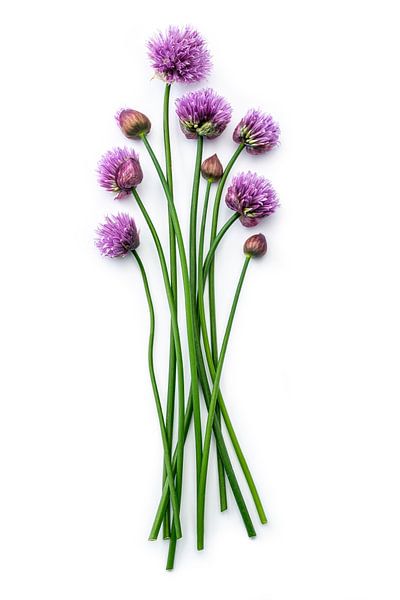 Schnittlauch oder Allium shoeoprasum auf weißem Hintergrund von Ruurd Dankloff