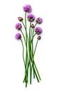 Schnittlauch oder Allium shoeoprasum auf weißem Hintergrund von Ruurd Dankloff Miniaturansicht