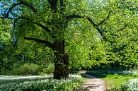 Bärlauchblüte im Schlosspark Putbus von GH Foto & Artdesign Miniaturansicht