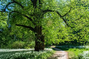 Bärlauchblüte im Schlosspark Putbus