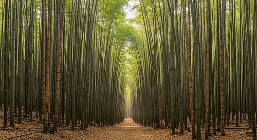 Cathédrale de bambou : Le chemin de la sérénité sur Artivisual