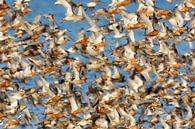Huge flock of Bar-tailed Godwits (Limosa lapponica) by Beschermingswerk voor aan uw muur thumbnail