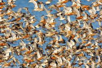 Huge flock of Bar-tailed Godwits (Limosa lapponica)