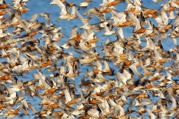 Huge flock of Bar-tailed Godwits (Limosa lapponica) by Beschermingswerk voor aan uw muur