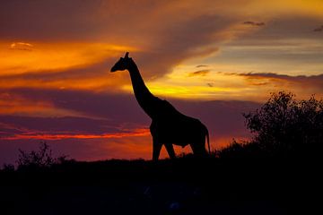 Zonsondergang voor giraffen van Peter Michel