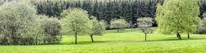 Voorjaarsbomen in het natuurpark Rheingau-Taunus van Christian Müringer