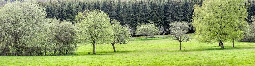 Voorjaarsbomen in het natuurpark Rheingau-Taunus van Christian Müringer