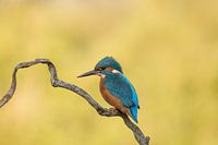 IJsvogel
