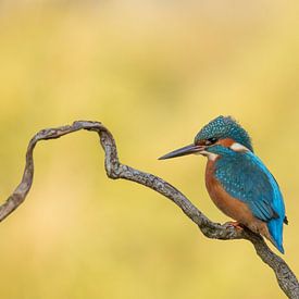 IJsvogel van Tanja van Beuningen