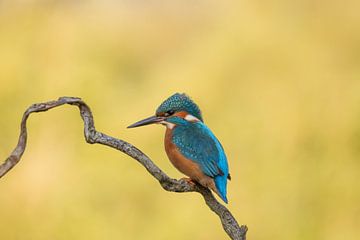 IJsvogel van Tanja van Beuningen