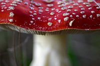 L'agaric aux mouches