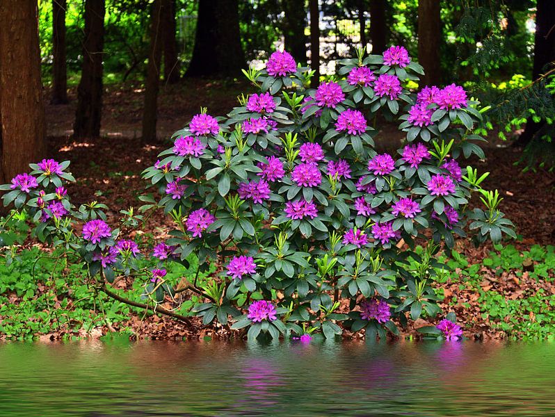 Rhododendron stream 1 par Edgar Schermaul