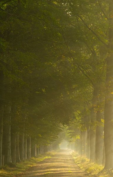 Sunbeams in the forests of Gorp and Roovert. by Miranda Rijnen Fotografie