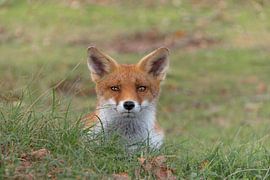 De ontroerende blik van een vos die je aankijkt van Hannie Heere