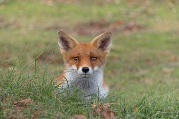 De ontroerende blik van een vos die je aankijkt