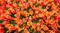 Tulip field from above