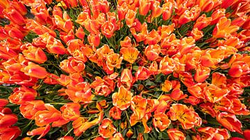 Champ de tulipes vu d'en haut sur Art Pictures by  Lotte
