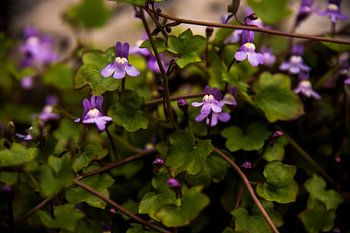 Wall snapdragon in bloom