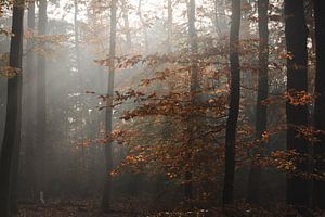 Sonnenstrahlen auf orangefarbenen Blättern im Wald | Reisefotografie-Druck | Lage Vuursche, Niederlande