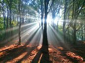 Speulder forrest sunrays by Lindie Allen thumbnail